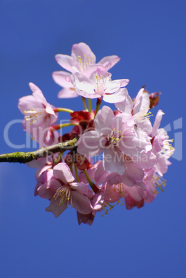 Prunus serrulata, japanische Kirschblüte, red blossom