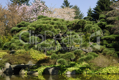 Pinus thunb., japanische Schwarzkiefer