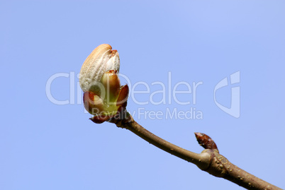 Aesculus hippocastanum, Rosskastanie, chestnut, buckeye