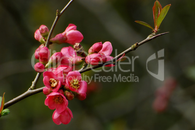 Chaenomeles japonica, Japanische Zierquitte, Quince