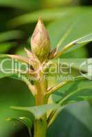 Rhododendron Knospe