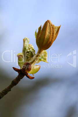 Aesculus hippocastanum, Rosskastanie, chestnut, buckeye