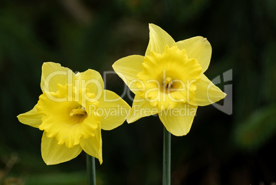 Narcissus, Narzissen, Osterglocken, Jonquil, daffodil