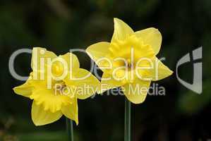 Narcissus, Narzissen, Osterglocken, Jonquil, daffodil