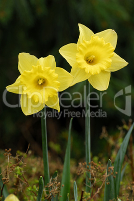 Narcissus, Narzisse, daffodil, jonquil