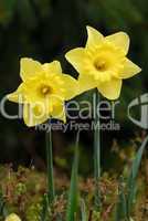 Narcissus, Narzisse, daffodil, jonquil