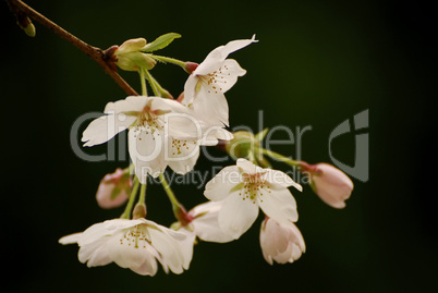 Kirschblüten, Prunus serulata, Cherry Blossom