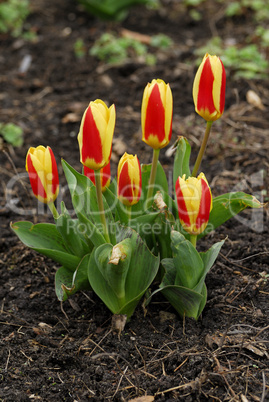 Stresa Tulpe, Tulipa, tulip