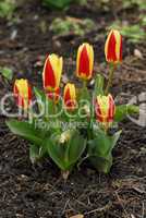 Stresa Tulpe, Tulipa, tulip