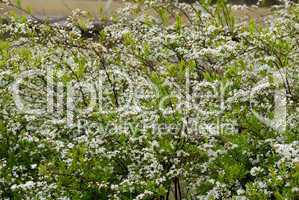 Spierstrauch, Spiraea Albiflora, ornamental bush