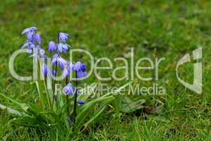 Blausternchen, Blauglöckchen, Scilla, Scilla siberica