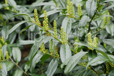 Skimmia japonica, Blütenskimmie,