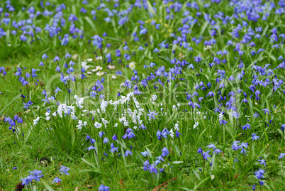 Puschkinia scilloides,  Puschkinien, und Blausternchen, Scilla siberica