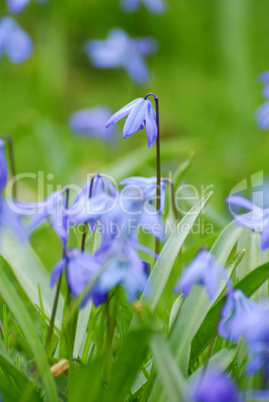 Blausternchen, Blauglöckchen, Scilla, Scilla siberica, Bluebells