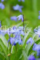 Blausternchen, Blauglöckchen, Scilla, Scilla siberica, Bluebells