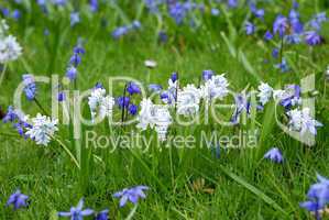 Puschkinia scilloides,  Puschkinien, und Blausternchen, Scilla siberica