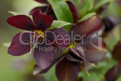 Helleborus, Schneerose, Christrose, Helleborus orientalis