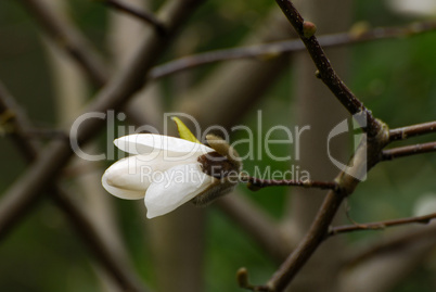 Magnolien Knospe, Magnolia, Magnoliaceae