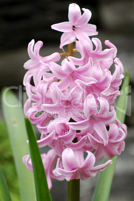 Garten Hyazinthe, Hyacinthus, Hyacinthaceae