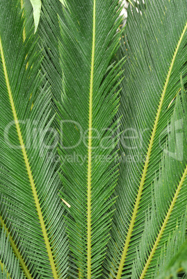 Japanischer Palmfarn, Cycas revoluta