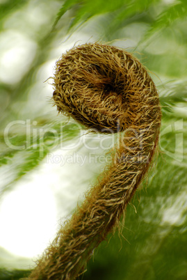 Cyathea cooperi, Baumfarn, tree fern