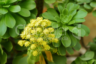 Aeonium valverdense, Dickblatt