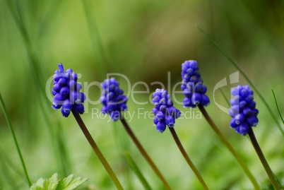 Muscari botryoides,Traubenhyazinthe, Perlhyazinthe