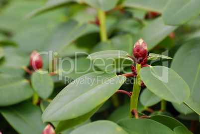 Rhododendron, Rosenbaum Knospe