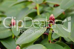 Rhododendron, Rosenbaum Knospe