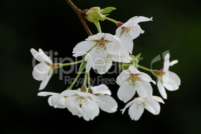 Kirschblüten, Prunus serulata, Cherry Blossom