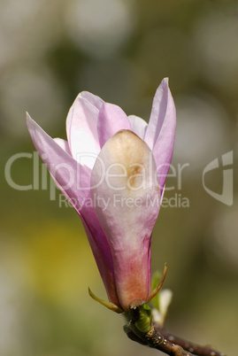 Magnolia loebneri, Magnolie