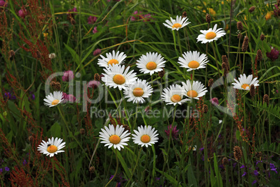 Magerwiese in voller Blüte