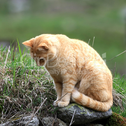 Orange  getigerte Hauskatze