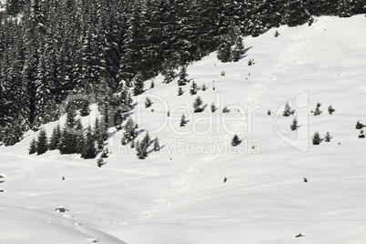 Skispuren im Pulverschnee