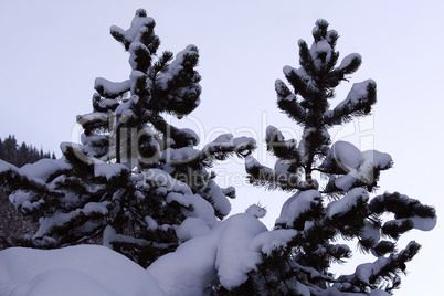 Schneebedeckter Nadelbaum