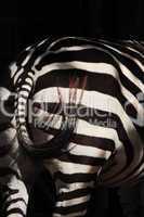 zebra back