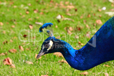 male peacock