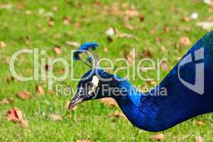 male peacock