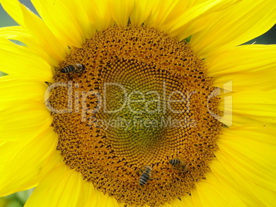 Sonnenblume Detail 02