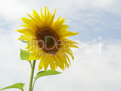 Sonnenblume 03