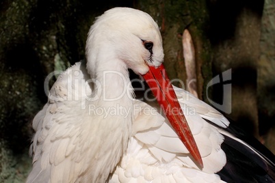 Storch