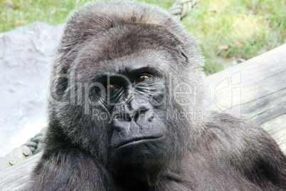 Gorillaporträt