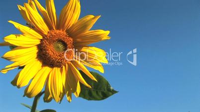 Sonnenblume