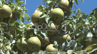 pears ready to pick