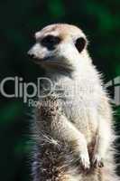 suricate portrait