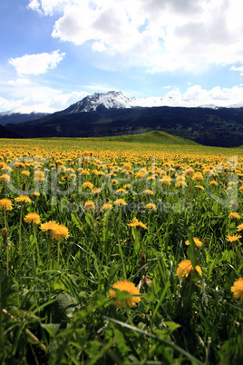 Sommerlandschaft