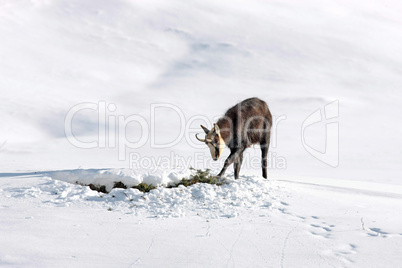 Gamsbock im Schnee