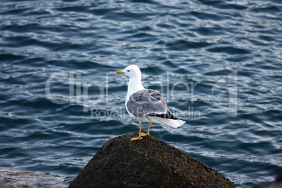 Möwe auf einem Stein