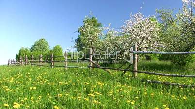 Blossom apple trees in green field
