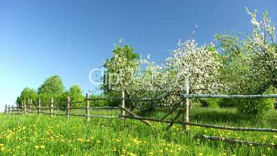 Blossom apple trees in green field